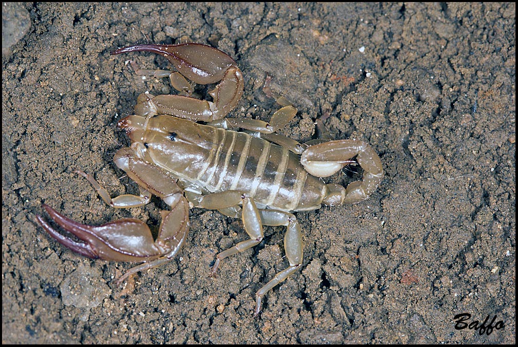 Euscorpius aquilejensis